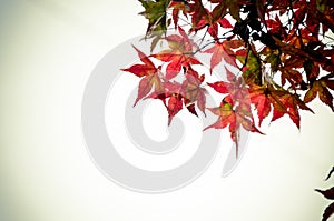 Abstract blur background texture of yellow green and red leaves.