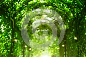 Abstract blur background from top green archway