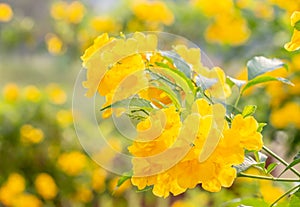 Abstract blur background of yellow flowers, Tecoma stans