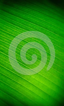 Abstract blur of banana leaf