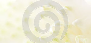 abstract blur floral background in banner format with chrysanthemum petals close up
