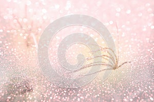 Grass flower field with glitter in spring, sweet soft pink background