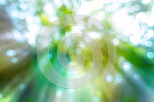 abstract blur green bokeh nature forest background with effet e photo