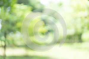 Abstract blur green color for background, blurred and park focused effect spring concept for design