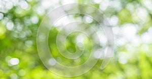 abstract blur green nature background
