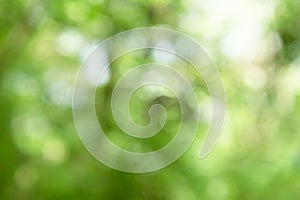 abstract blur green nature background