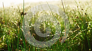 Abstract blur light green summer dawn grass background with spider web cobweb, water dew drops. Close up, soft focus, copy spac