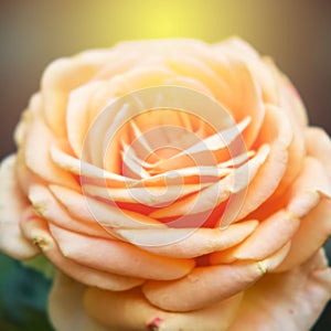 Abstract blur and soft orange rose patter