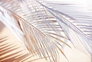 Abstract blur of tropical leaves pattern background.luxury palm leaf design with shadow.nature concepts ideas