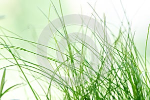 Abstract blured green grass background. Natural texture