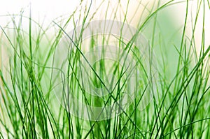 Abstract blured green grass background. Natural texture