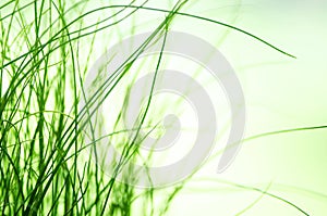 Abstract blured green grass background. Natural texture