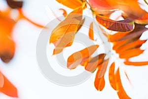 Abstract Blurred background of autumn red leaves