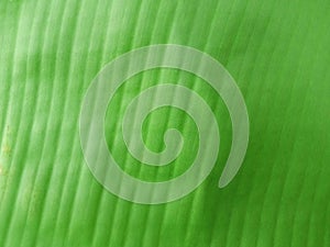 Abstract blurred background of banana leaf green color for stock photos or design, Topveiw pattern striped leaves, photo