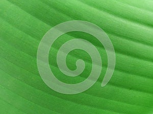 Abstract blurred background of banana leaf green color for stock photos or design, Topveiw pattern striped leaves, photo