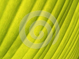 Abstract blurred background of banana leaf yellow gold colour