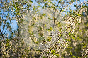 Abstract blurred background with beautiful cherry blossom on a sunny spring day