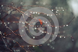 Abstract and blurred background with branches and raindrops