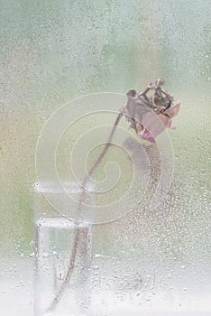 Abstract blurred background, dry flower, dried rose in a vase near a wet window, rainy day. Concept of loneliness