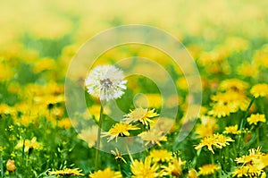 Abstract blurred background. Glade of yellow dandelions in sunny weather. Focus on white dandelion