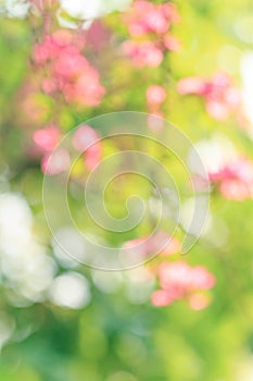 Abstract blurred background, Green pink flower and bokeh