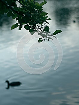 Abstract blurred background of lake with silhouette of tree branch and duck at dusk.