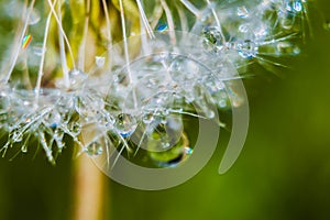 Abstract blurred background. Macro photo of dandelion seeds with water drops. Selective focus