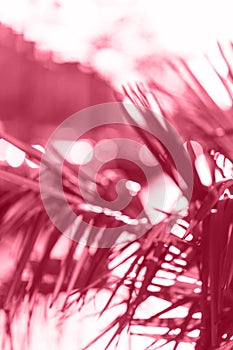Abstract blurred background of palm tree leaves.