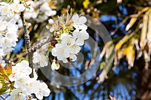 Abstract blurred background of palm trees in spring white cherry blossoms tree