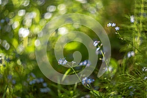 Abstract blurred background with small beautiful blue flowers and green plants with beautiful bokeh in sunlight