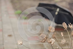 Abstract blurred background with an umbrella. Dry grass on a blurry background with bokeh and copy space. Autumn mood background