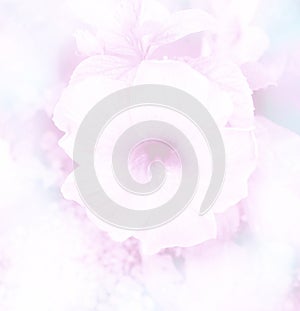 abstract blurred beautiful Hibiscus in soft color flower background