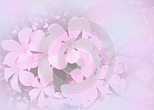 Abstract blurred beautiful Plumeria in soft color flower background