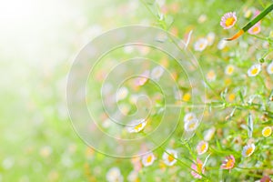 Abstract blurred / defocused of White dasies flower in natural background