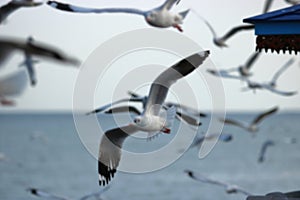 Abstract blurred of flock of seagulls flying in the sky Science name is Charadriiformes Laridae . photo