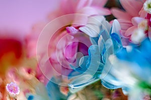 Abstract blurred floral background with soft focus. Pink and blue daisies close-up