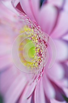 Pastel purple pink gerbera daisy flower petals blurred macro abstract background, selective focus