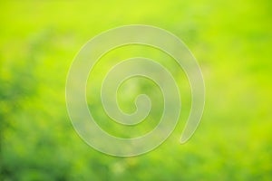 Abstract blurred green background, Plants trees leaf and grass field