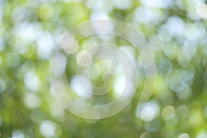 Abstract blurred green nature environment on daylight background