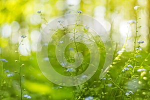 Abstract blurred nature green background with grass, plants, blue flowers with beautiful bokeh in sunlight