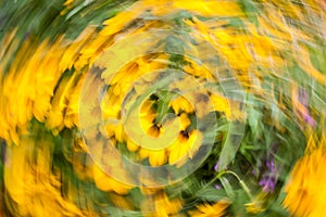 Abstract blurred photo in motion of bright yellow Rudbeckia Fulgida cone flowers with dark brown capitula are blossoming in the photo