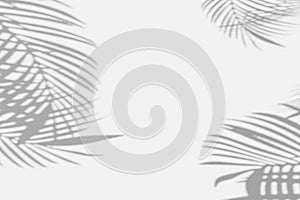 Abstract blurred soft light shadow palm leaves reflection on white wall studio background. Tropic summer black and white concept