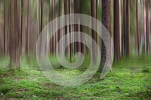 Abstract blurred tree trunks in the forest