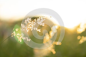 Abstract and blurred of white flowers grass that hit the evening light.