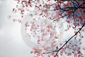 Abstract blurred wild Himalayan Cherry with blue sky and cloud b