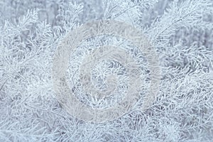 Abstract Blurred Winter Frozen Grass Background