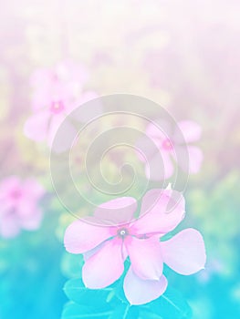 Abstract Blurry of Flower and colorful background.