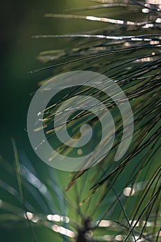 Abstract blurry green background