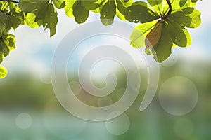 Abstract blurry green background