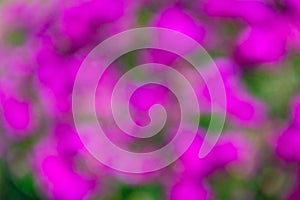 Abstract blurry magenta flowers blooming on floral blurred background